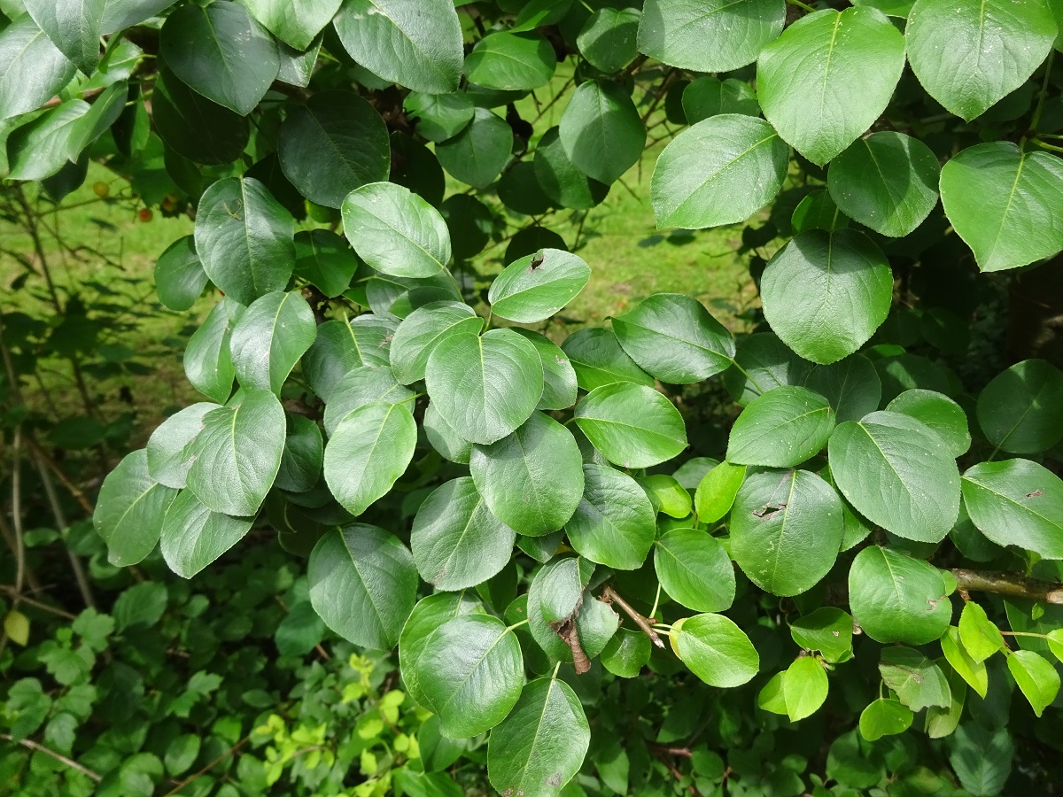 Pyrus cordata (Rosaceae)
